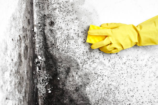 Best Emergency Mold Remediation in Medicine Lodge, KS